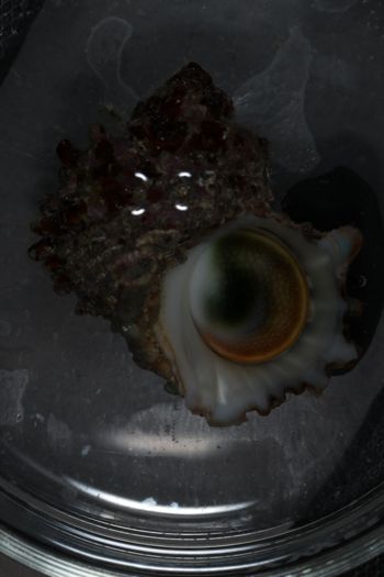 Media type: image;   Malacology 393771 Description: live specimen;